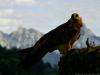 wallpaper: Bearded Vulture