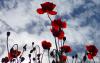 wallpaper: Red poppies 