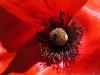 wallpaper: Poppy flower