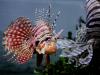 wallpaper: Lionfish