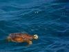 wallpaper: Green sea turtle (Chelonia mydas)