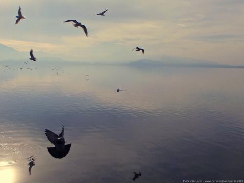 wallpaper: 'Birds at the Zugersee' - Switzerland