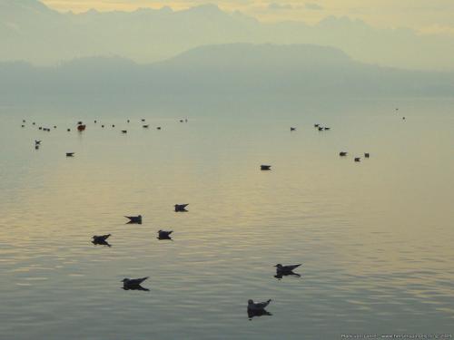 wallpaper: 'Birds at the Zugersee' - Switzerland