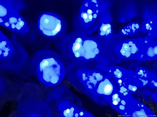 wallpaper: 'Blue xmas lights' - Real Spinsels