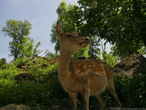 wallpaper: 'Fallow Deer' - Flora & Fauna