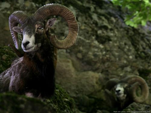 wallpaper: Mouflon, Flora & Fauna