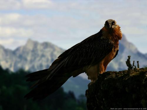 wallpaper: 'Bearded Vulture' - Flora & Fauna