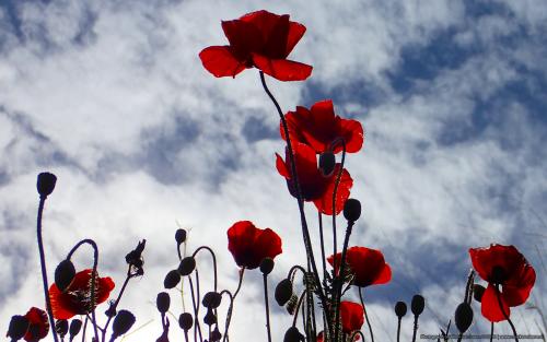 wallpaper: 'Red poppies ' - Flora & Fauna