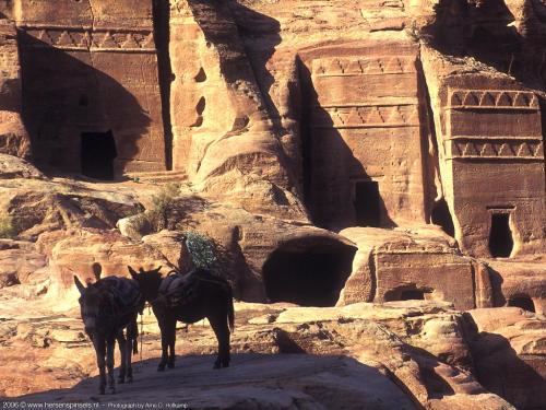 wallpaper: 'Donkeys at Petra' - Arne's Corner