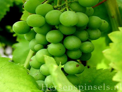 wallpaper: 'Grapes' - Flora & Fauna