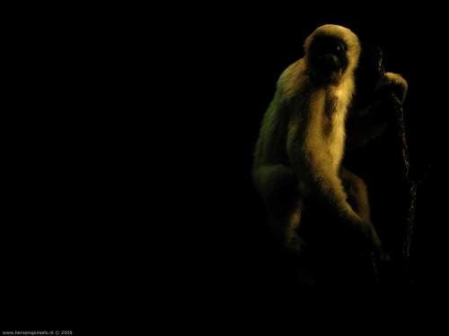 wallpaper: 'White-handed Gibbon' - Flora & Fauna