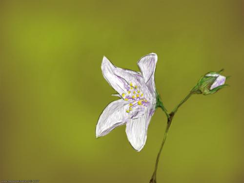 wallpaper: 'Jasmin' - Real Spinsels