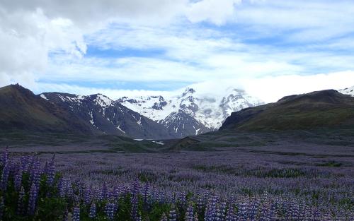 wallpaper: Lupine, IJsland