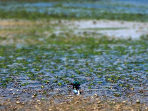 wallpaper: 'Picking shells' - Flora & Fauna