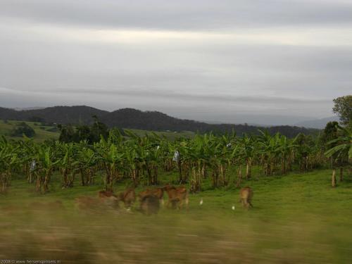 wallpaper: 'Bananas and cows' - Australia Collection