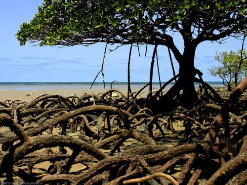 wallpaper: Mangroves, Australië