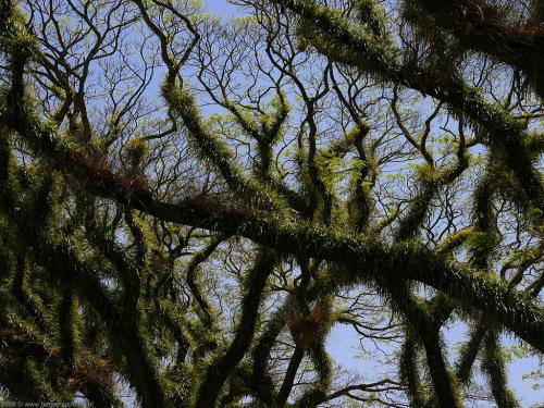 wallpaper: Mossman trees, Australië