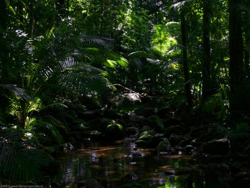 wallpaper: 'Creek near Mossman' - Australia Collection