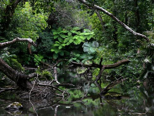 wallpaper: 'Tropical Creek' - Australia Collection