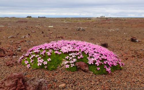 wallpaper: 'Small Flowers on lava' - Iceland