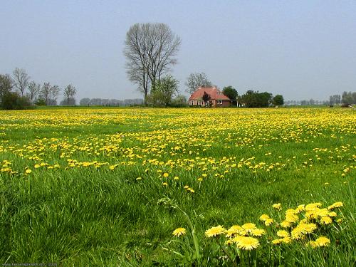 wallpaper: 'Field of flowers' - Flora & Fauna