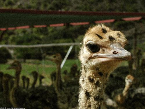 wallpaper: 'Ostrich' - South Africa