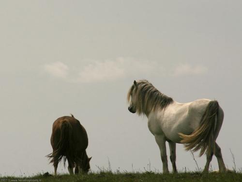 wallpaper: 'Horses' - Britain Collection