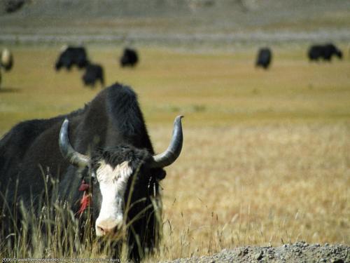 wallpaper: Yak in Tibet, Arne's Corner