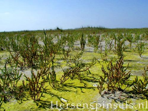 wallpaper: 'Glasswort' - Flora & Fauna