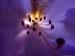 wallpaper: Purple flower