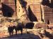 wallpaper: Donkeys at Petra