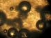 wallpaper: Micro Bubbels 