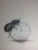 Drawing: Beetle